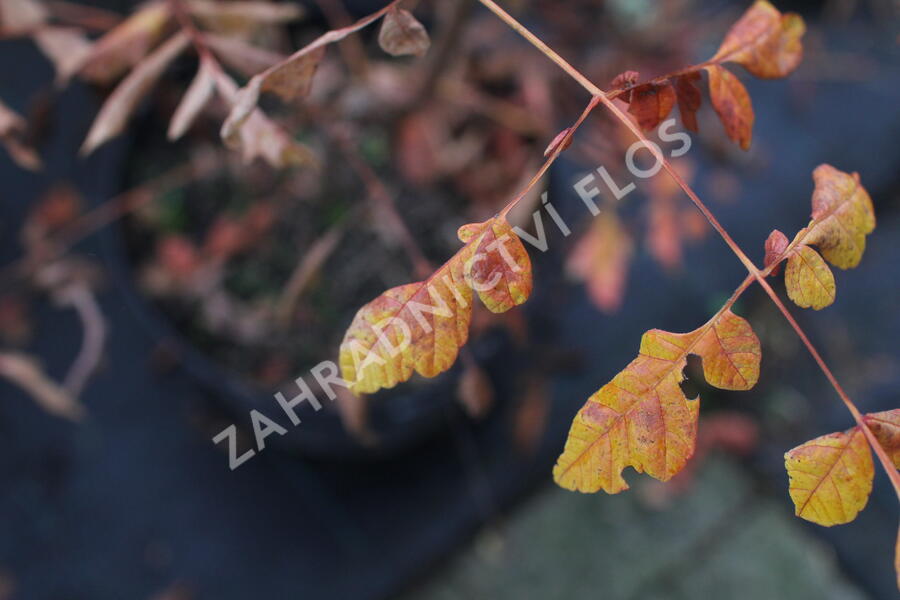 Svitel latnatý - Koelreuteria paniculata