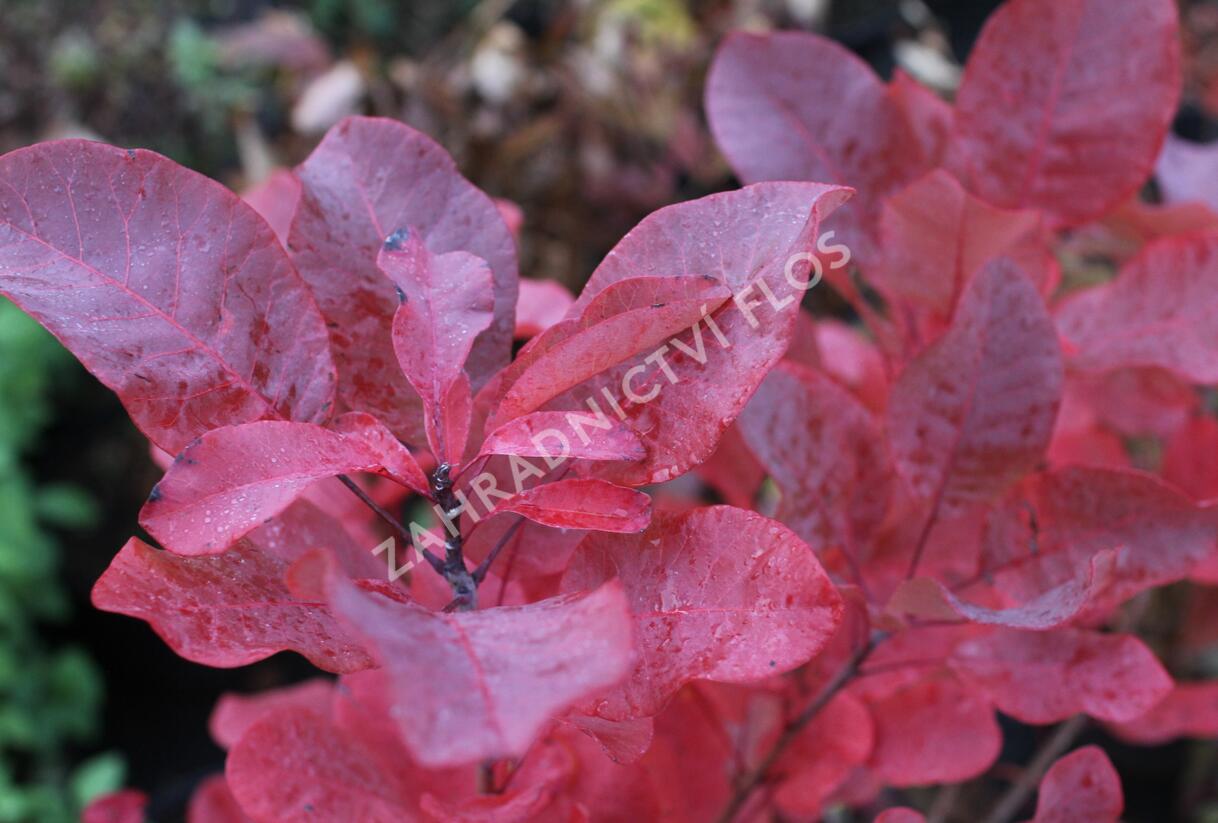 Ruj vlasatá 'Old Fashioned' - Cotinus coggygria 'Old Fashioned'