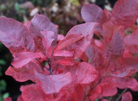Ruj vlasatá 'Old Fashioned' - Cotinus coggygria 'Old Fashioned'