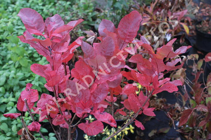 Ruj vlasatá 'Old Fashioned' - Cotinus coggygria 'Old Fashioned'