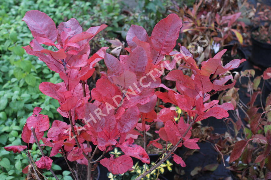Ruj vlasatá 'Old Fashioned' - Cotinus coggygria 'Old Fashioned'