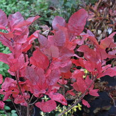 Ruj vlasatá 'Old Fashioned' - Cotinus coggygria 'Old Fashioned'