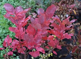 Ruj vlasatá 'Old Fashioned' - Cotinus coggygria 'Old Fashioned'