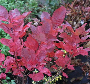 Ruj vlasatá 'Old Fashioned' - Cotinus coggygria 'Old Fashioned'