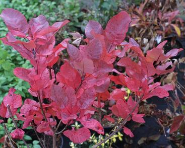 Ruj vlasatá 'Old Fashioned'