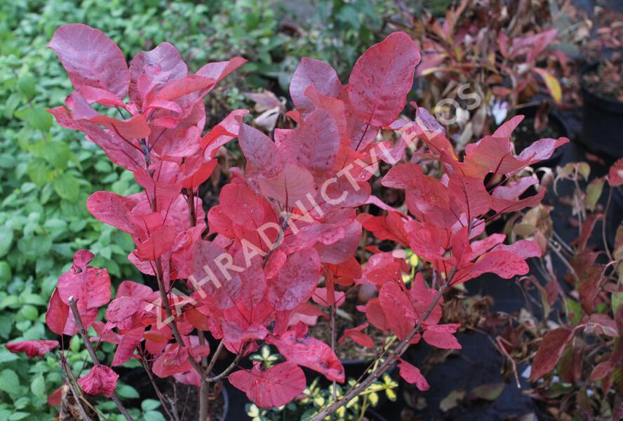 Ruj vlasatá 'Old Fashioned' - Cotinus coggygria 'Old Fashioned'