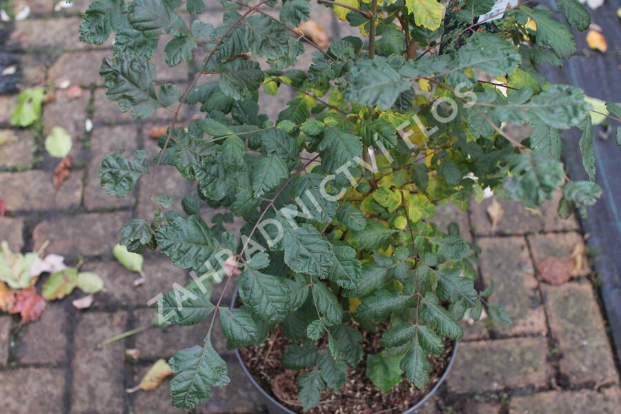 Svitel latnatý - Koelreuteria paniculata