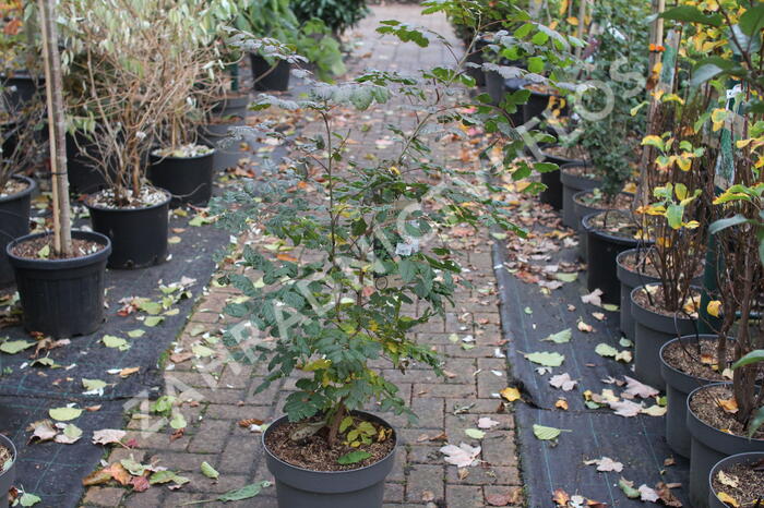 Svitel latnatý - Koelreuteria paniculata