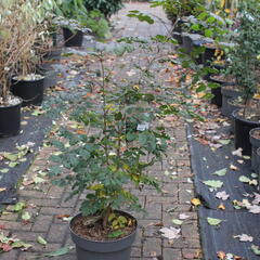 Svitel latnatý - Koelreuteria paniculata