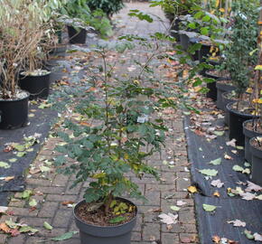 Svitel latnatý - Koelreuteria paniculata