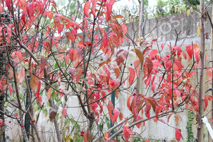 Brslen evropský 'Red Cascade' - Euonymus europaeus 'Red Cascade'