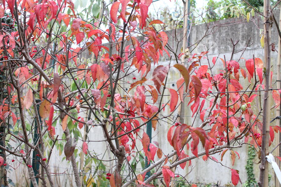 Brslen evropský 'Red Cascade' - Euonymus europaeus 'Red Cascade'