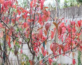 Brslen evropský 'Red Cascade'