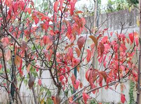 Brslen evropský 'Red Cascade' - Euonymus europaeus 'Red Cascade'