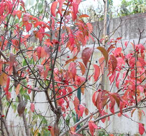 Brslen evropský 'Red Cascade' - Euonymus europaeus 'Red Cascade'