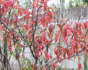 Brslen evropský 'Red Cascade'