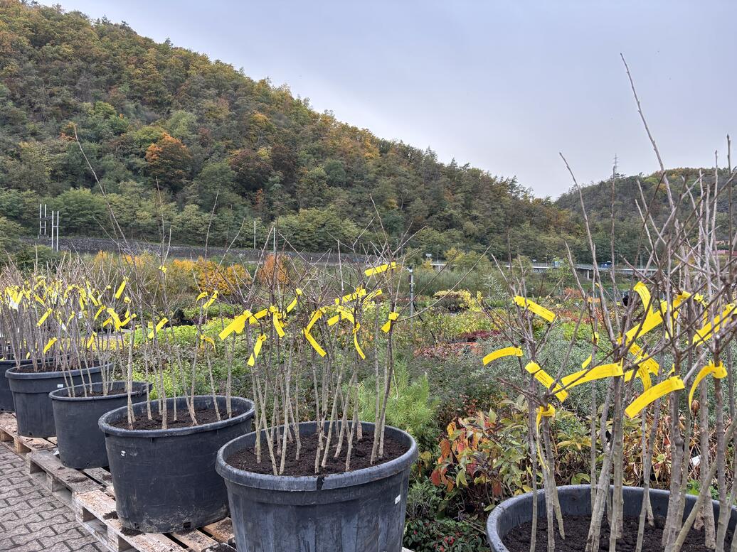 Prostokořenné stromky