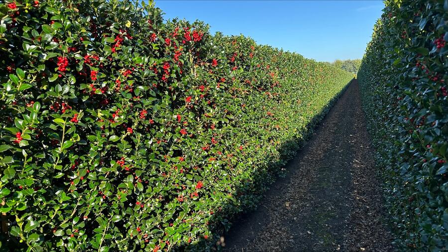 Cesmína 'Heckenfee' - předpěstovaný živý plot - Ilex meserveae 'Heckenfee' - předpěstovaný živý plot