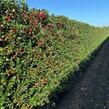 Cesmína 'Heckenfee' - předpěstovaný živý plot - Ilex meserveae 'Heckenfee' - předpěstovaný živý plot