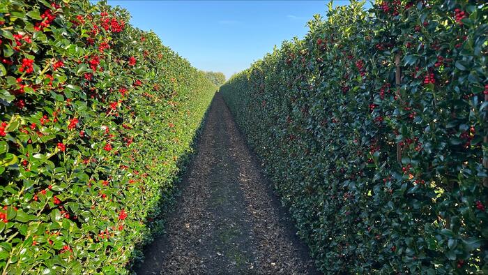 Cesmína 'Heckenfee' - předpěstovaný živý plot - Ilex meserveae 'Heckenfee' - předpěstovaný živý plot