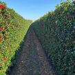 Cesmína 'Heckenfee' - předpěstovaný živý plot - Ilex meserveae 'Heckenfee' - předpěstovaný živý plot