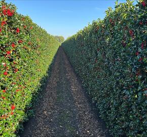 Cesmína 'Heckenfee' - předpěstovaný živý plot - Ilex meserveae 'Heckenfee' - předpěstovaný živý plot