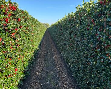 Cesmína 'Heckenfee' - předpěstovaný živý plot