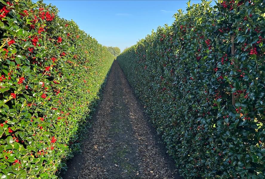 Cesmína 'Heckenfee' - předpěstovaný živý plot - Ilex meserveae 'Heckenfee' - předpěstovaný živý plot