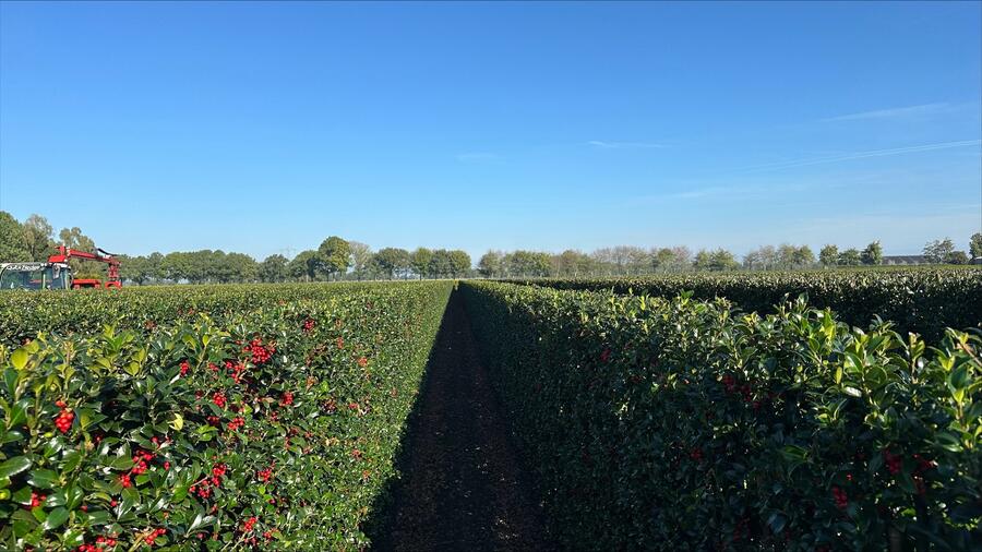 Cesmína 'Heckenfee' - předpěstovaný živý plot - Ilex meserveae 'Heckenfee' - předpěstovaný živý plot