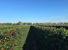 Cesmína 'Heckenfee' - předpěstovaný živý plot - Ilex meserveae 'Heckenfee' - předpěstovaný živý plot