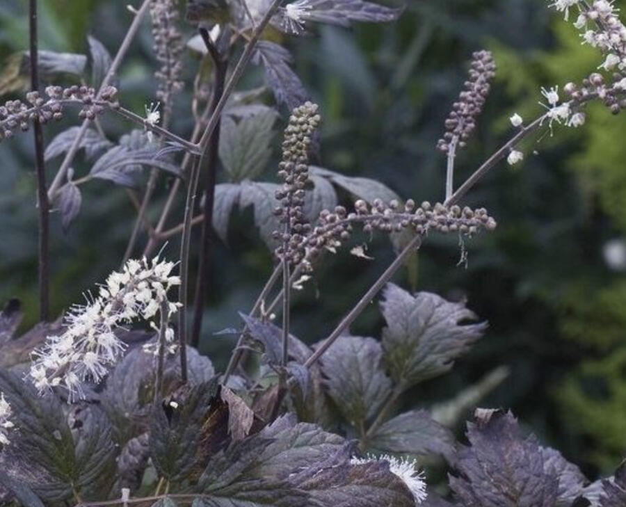 Samorostlík 'Queen of Sheba' - Actaea 'Queen of Sheba'