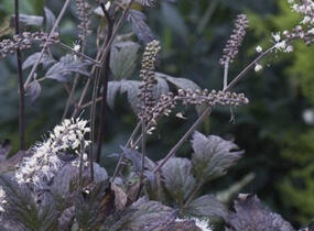 Samorostlík 'Queen of Sheba' - Actaea 'Queen of Sheba'