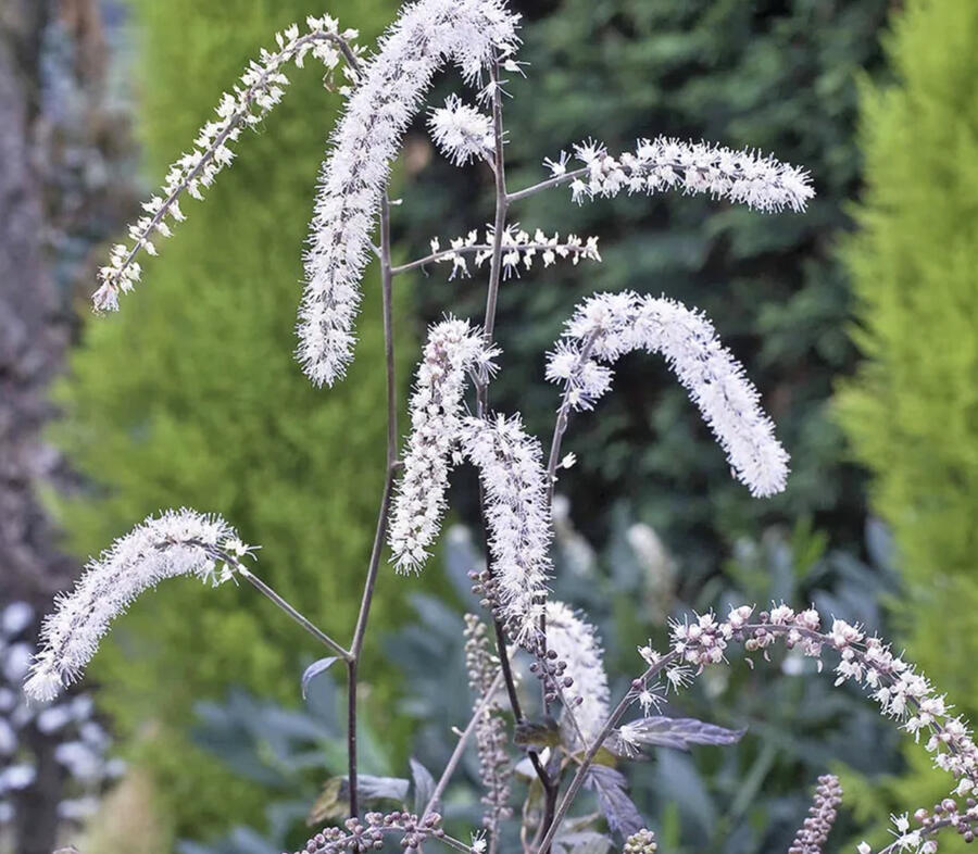 Samorostlík 'Queen of Sheba' - Actaea 'Queen of Sheba'