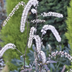 Samorostlík 'Queen of Sheba' - Actaea 'Queen of Sheba'