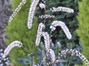Samorostlík 'Queen of Sheba' - Actaea 'Queen of Sheba'
