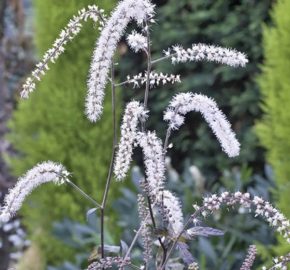 Samorostlík 'Queen of Sheba' - Actaea 'Queen of Sheba'