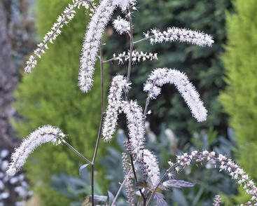 Samorostlík 'Queen of Sheba'