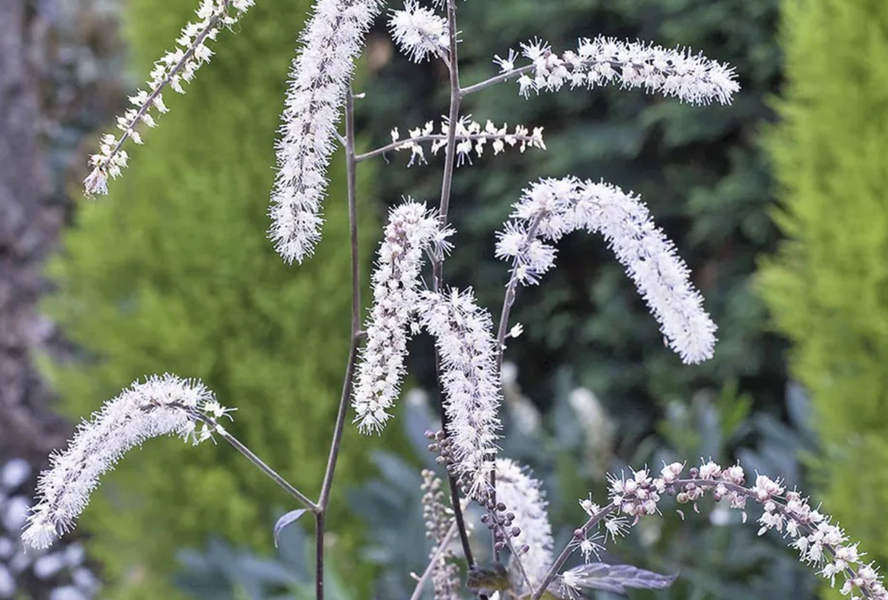 Samorostlík 'Queen of Sheba' - Actaea 'Queen of Sheba'