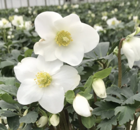 Čemeřice černá 'Mon Blanc' - Helleborus niger 'Mon Blanc'