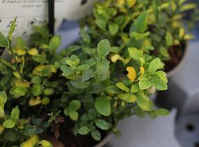 Brusnice borůvka, borůvka lesní - Vaccinium myrtillus
