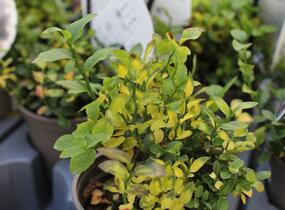 Brusnice borůvka, borůvka lesní - Vaccinium myrtillus