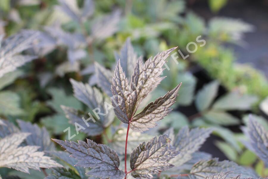 Samorostlík 'Queen of Sheba' - Actaea 'Queen of Sheba'