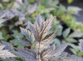 Samorostlík 'Queen of Sheba' - Actaea 'Queen of Sheba'