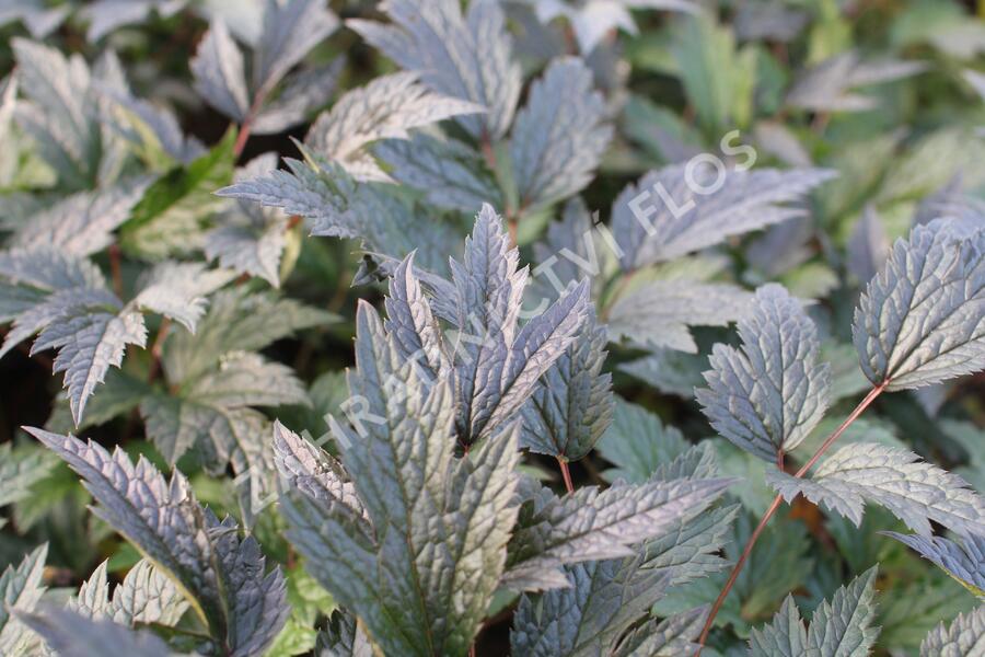 Samorostlík 'Queen of Sheba' - Actaea 'Queen of Sheba'