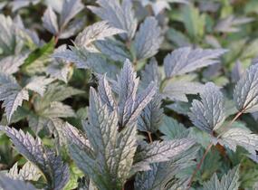 Samorostlík 'Queen of Sheba' - Actaea 'Queen of Sheba'