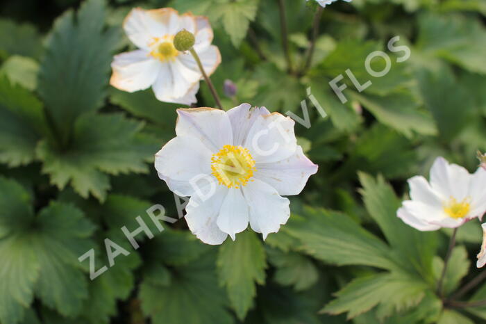 Sasanka 'Elfin Swan' - Anemone hybrida 'Elfin Swan'