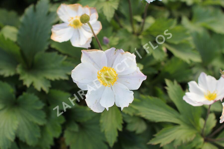 Sasanka 'Elfin Swan' - Anemone hybrida 'Elfin Swan'