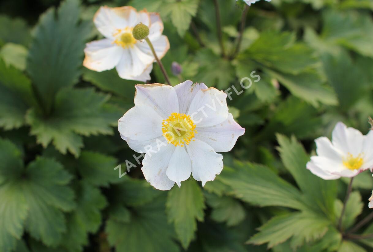 Sasanka 'Elfin Swan' - Anemone hybrida 'Elfin Swan'