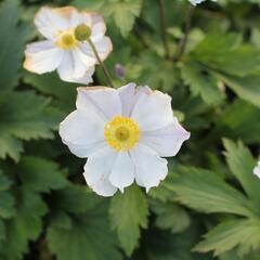 Sasanka 'Elfin Swan' - Anemone hybrida 'Elfin Swan'