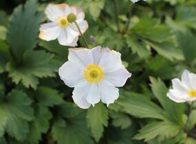 Sasanka 'Elfin Swan' - Anemone hybrida 'Elfin Swan'